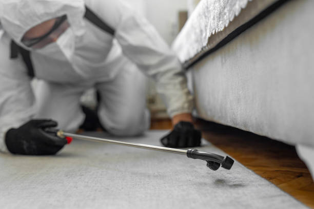 Professional Bed Bug Control technician working in Pierce County County, WA